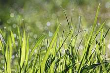 dew drops on grass_web